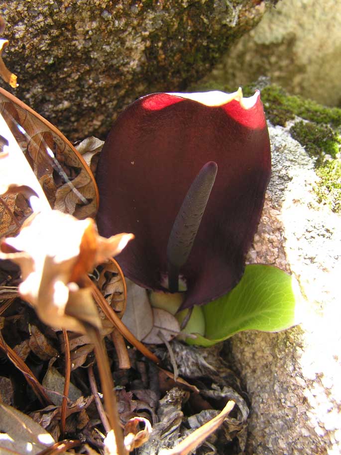 Arum pictum / Gigaro punteggiato